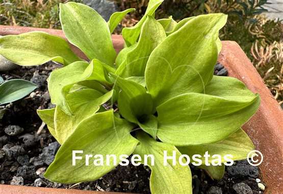 Hosta Gold Hearted Mouse